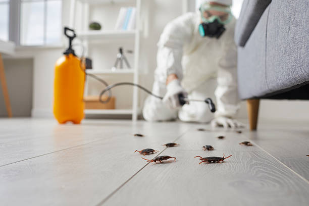 Commercial Rodent Management in North College Hill
